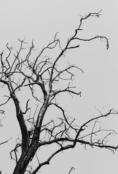 Vista ad angolo basso di un albero morto — Foto Stock