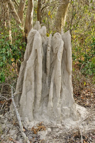 Termite mound in a forest — Stock Photo, Image