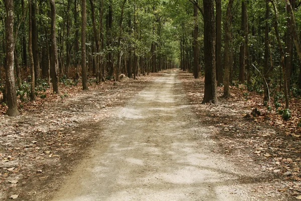 Onverharde weg passeren een forest — Stockfoto