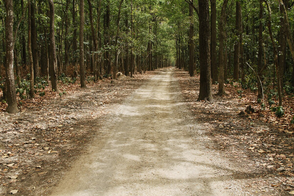 Dirt road passing through a forest