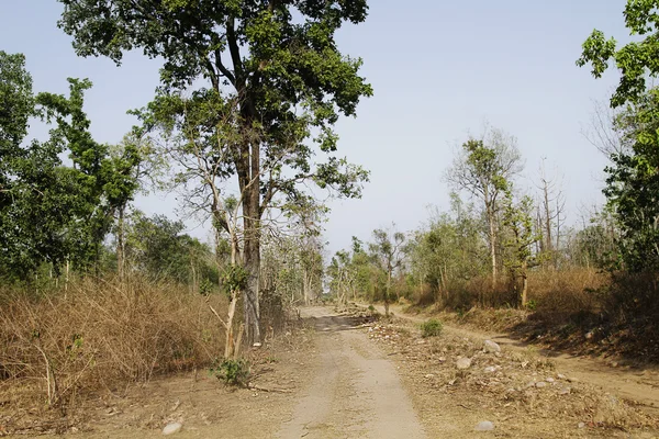 Onverharde weg passeren een forest — Stockfoto