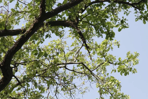Låg vinkel syn på ett träd i en skog — Stockfoto