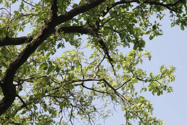 Vista ad angolo basso di un albero in una foresta — Foto Stock