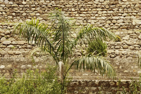 Palmera frente a un muro de piedra — Foto de Stock