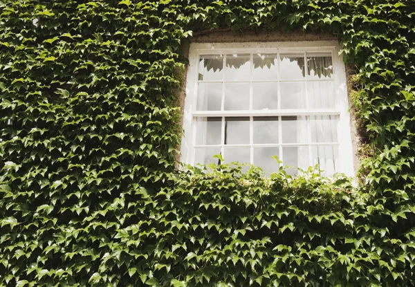House covered with ivy — Stock Photo, Image