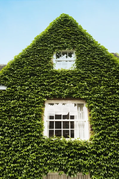 House covered with ivy — Stock Photo, Image