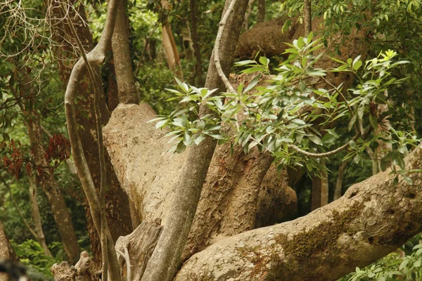 Bomen in een bos — Stockfoto