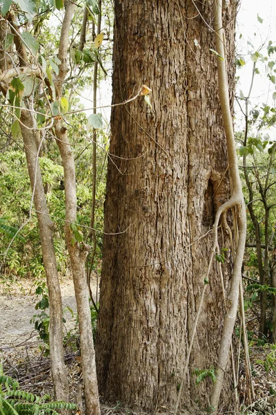 Bir orman ağacı — Stok fotoğraf