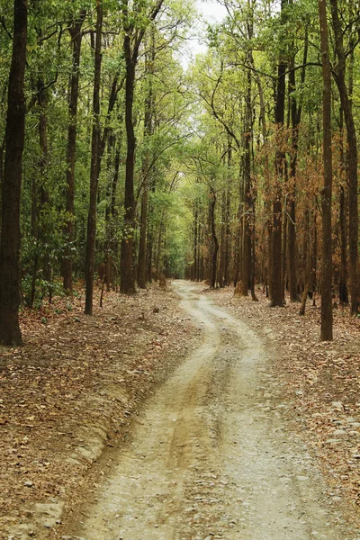 Dirt road passing through a forest — Stock Photo, Image