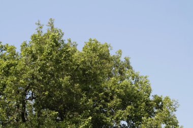 bir orman içinde bir ağaç düşük açılı görünüş