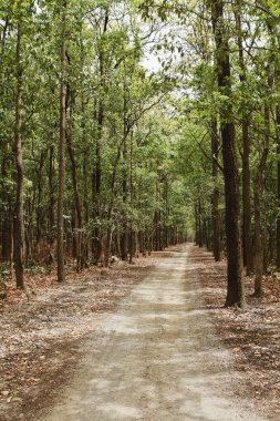 Dirt road passing through a forest clipart