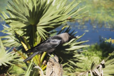 bir ağaç kütüğü tıraşlama karga