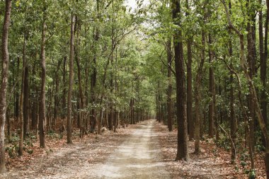 toprak bir orman yoluyla geçen yol
