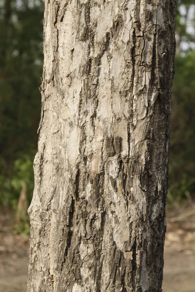 木のクローズ アップ — ストック写真