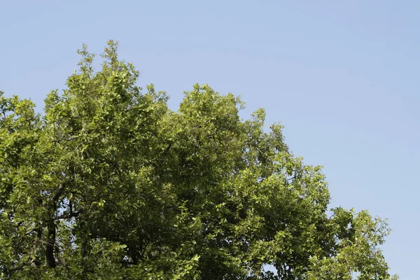 Vista de ángulo bajo de un árbol en un bosque — Foto de Stock