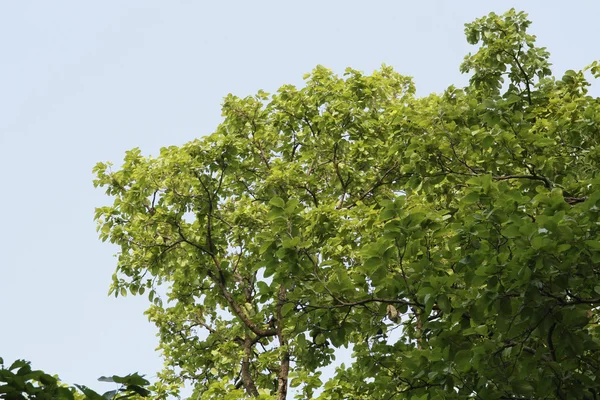 Vista ad angolo basso di un albero in una foresta — Foto Stock