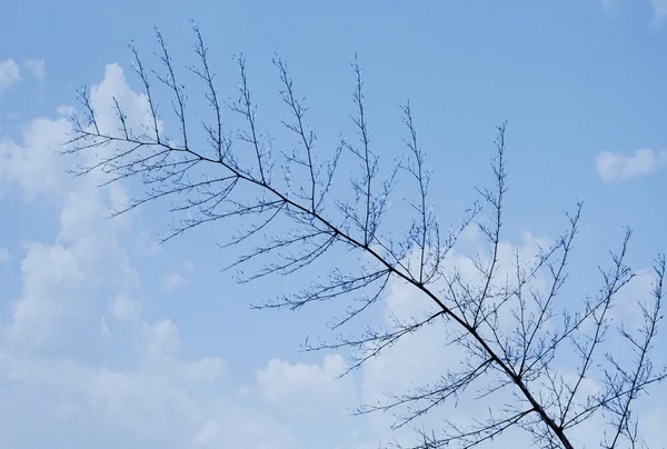 桂枝一棵树上 — 图库照片