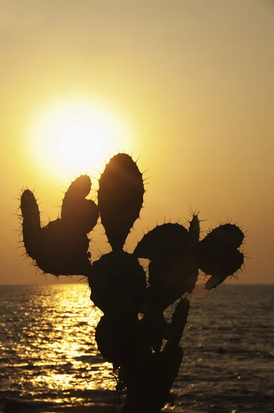 Silhouette of prickly pear cactus on the coast — Stock Photo, Image