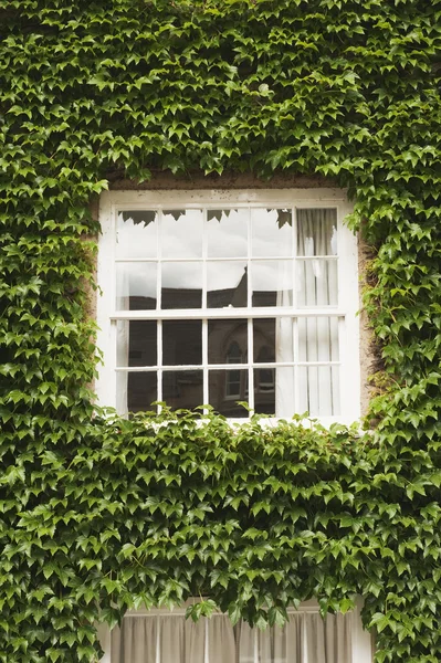 Huis bedekt met klimop — Stockfoto