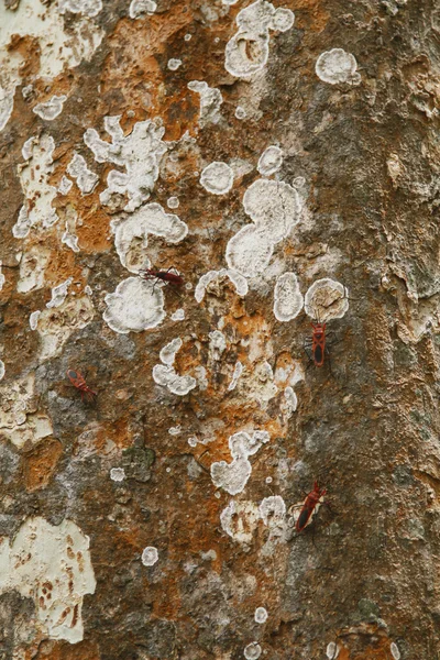 Red Milkweed beetles on a tree bark — Stock Image Red Milkweed beetles on a tree bark Stock Photo