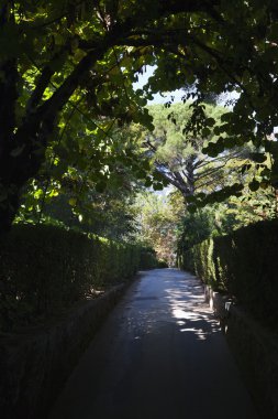 bitkilerle kaplı patika