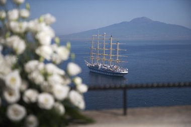 Beyaz güller