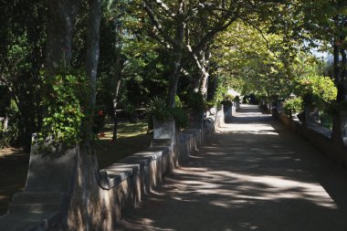 Bahçe ağaçları