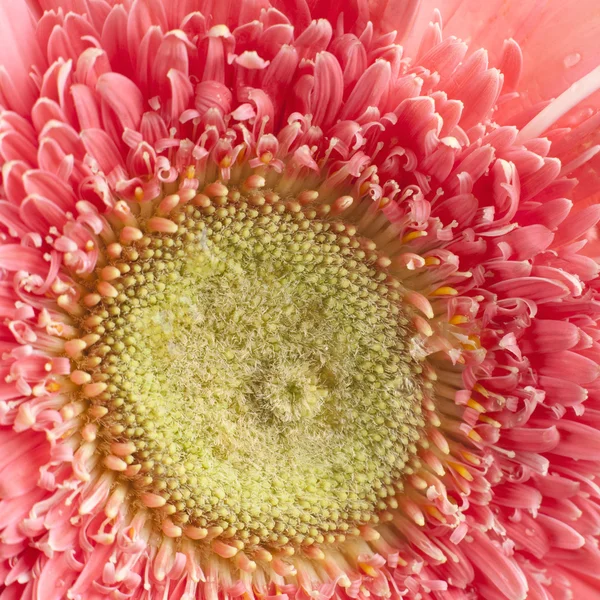 Pink daisy — Stock Photo, Image