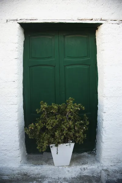 Potted plant in front of a closed door — Stock Photo, Image