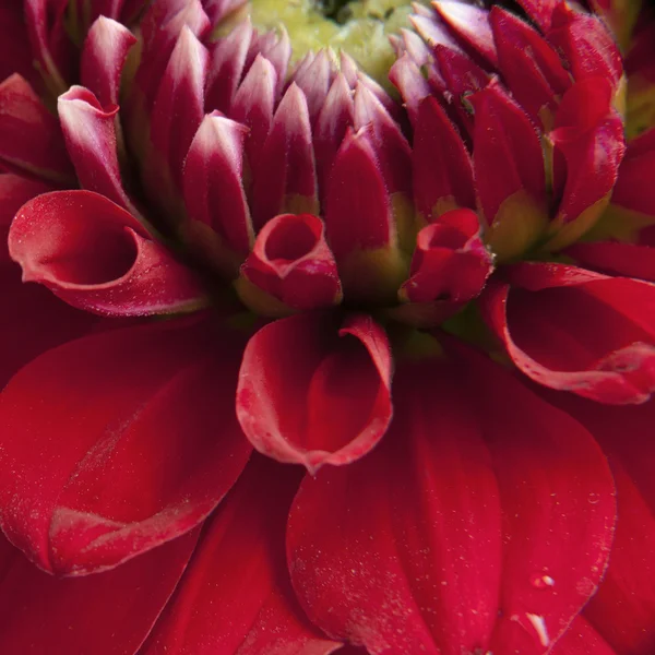 Red daisy — Stock Photo, Image