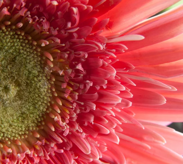 Pink daisy — Stock Photo, Image