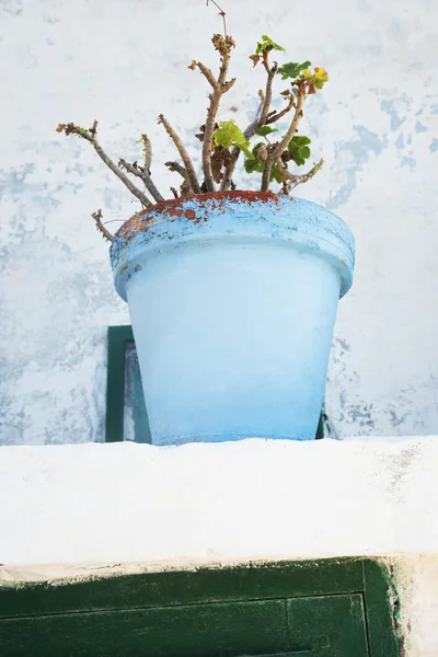 鉢植え — ストック写真