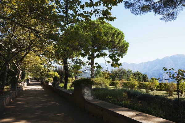 Bomen in een tuin — Stockfoto