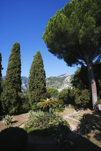 Piante in un giardino — Foto Stock