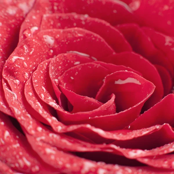 Red rose — Stock Photo, Image