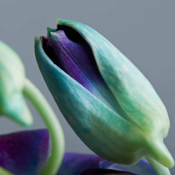 Purple tulip buds — Stock Photo, Image