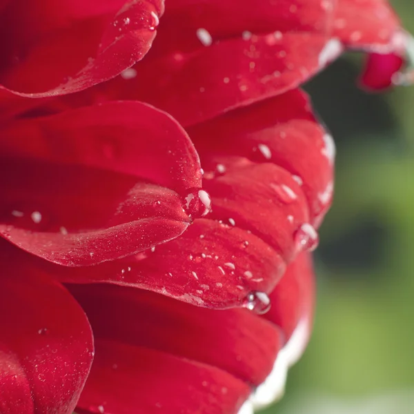 Dew drops on a red daisy — Stock Photo, Image