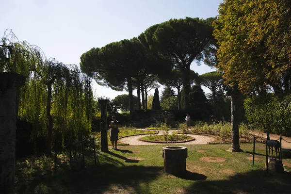 Árboles en un jardín — Foto de Stock