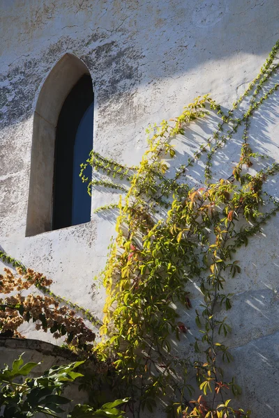 Ivy bir binanın duvarında — Stok fotoğraf