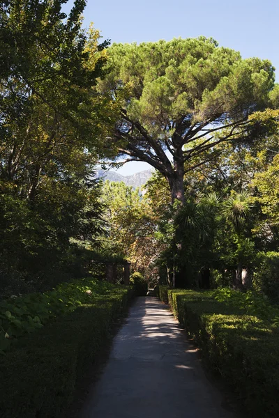 Copaci într-o grădină — Fotografie, imagine de stoc