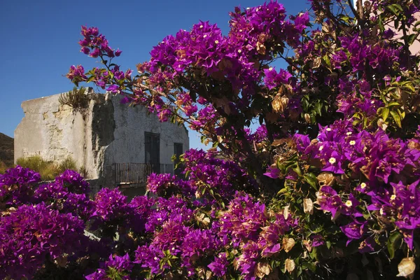 Lyserøde blomster plante - Stock-foto