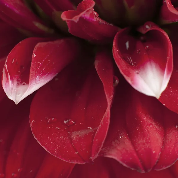赤いデイジーの露の滴 — ストック写真