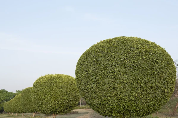 Ornamental trees in a garden — Stock Photo, Image