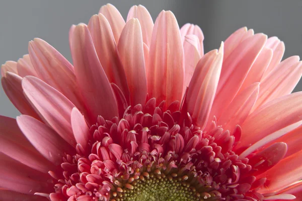 Pink daisy — Stock Photo, Image