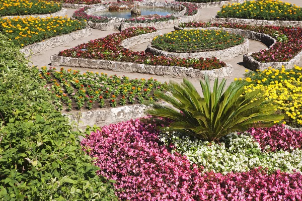 Flowers in a garden — Stock Photo, Image