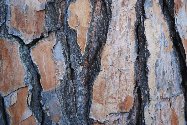 木のクローズ アップ — ストック写真