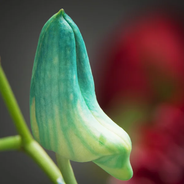 Turquoise tulip bud — Stockfoto