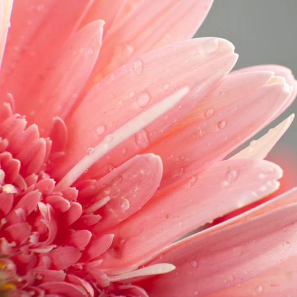 Pink daisy — Stock Photo, Image