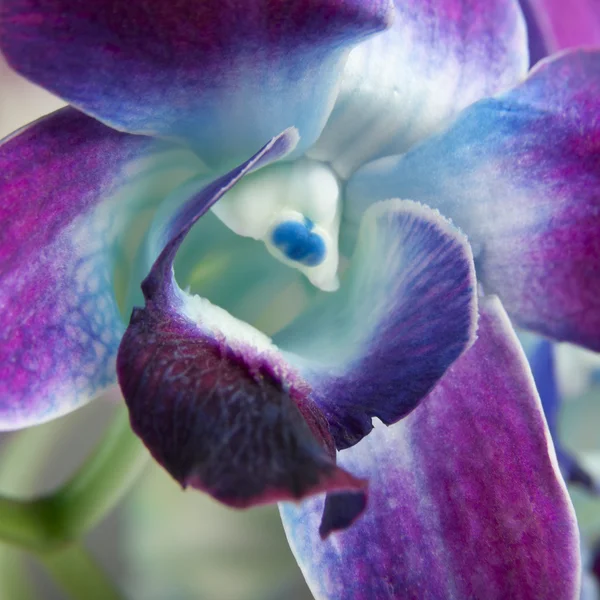 Purple tulip — Stock Photo, Image