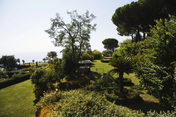 Alberi in un giardino — Foto Stock